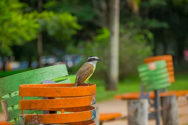 Porto Alegre, Brezilya - 06 Mayıs 2016: parkta turuncu bir çöp tenekesinin üzerinde duran güzel kahverengi kuş — Stok fotoğraf