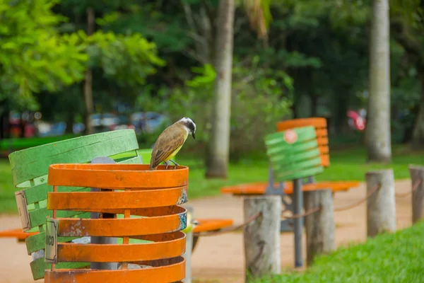 Porto Alegre, Brezilya - 06 Mayıs 2016: Parktaki renkli çöp kutusunun tepesinde duran kuş — Stok fotoğraf