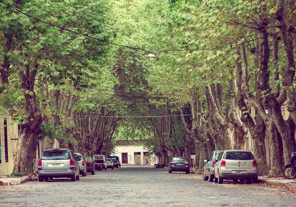 COLONIA DEL SACRAMENTO, URUGUAY - 04 MAGGIO 2016: bella strada con alcuni grandi alberi sui marciapiedi e alcuni parchi parcheggiati sotto di loro — Foto Stock