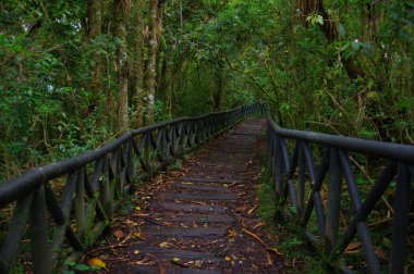 Pasto, Kolombiya - 3 Temmuz 2016: la cotora adasında bulunan ormanın ortasında güzel yolu
