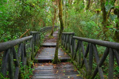 Pasto, Kolombiya - 3 Temmuz 2016: La Cotora Milli Parkı'nda bulunan bir yolun ortasında iki küçük ağaç