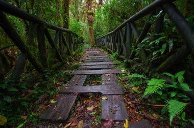 Pasto, Kolombiya - 3 Temmuz 2016: ormanın ortasında yere ahşap bazı adımlar ile küçük yol