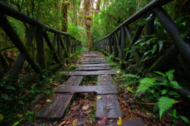 Pasto, Kolombiya - 3 Temmuz 2016: çok ağaç tarafından çevrili yağmur ormanlarının ortasında ahşap yol