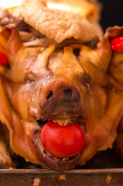 Cara frontal de cerdo asado, tomate dentro de la boca y dientes expuestos — Foto de Stock