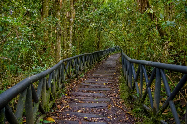 PASTO, COLOMBIA - 3 DE JULIO DE 2016: sendero forestal en medio de la isla de la cotora — Foto de Stock