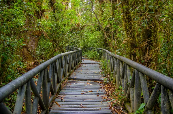 PASTO, COLÔMBIA - JULHO 3, 2016: agradável caminho de madeira no meio da selva — Fotografia de Stock