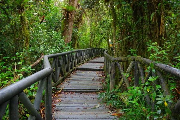 PASTO, COLOMBIA - JULY 3, 2016: small wood path in the middle of la cotora island — Stock Photo, Image