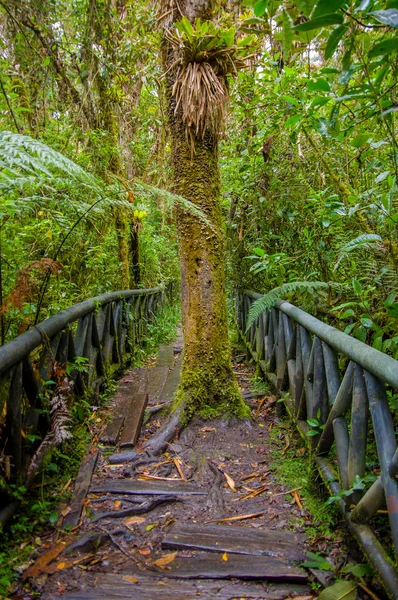 Pasto, Colombia - 3 juli 2016: grote boom in het midden van het pad in het nationale park van la cotora — Stockfoto