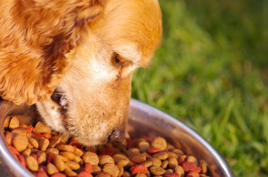 Yeşil çimenlerin üzerinde hayvan beslenme kavramı oturan taze gevrek yiyecek ile metal kaseden yemek Closeup çok şirin cocker spaniel köpek