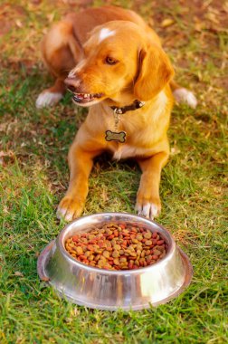 Poz, önünde metal kase taze gevrek gıda yeşil çimenlerin üzerinde hayvan beslenme kavramı oturup yemek yemek izin bekleyen güzel karışık doğurmak köpek