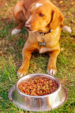 Poz, önünde metal kase taze gevrek gıda yeşil çimenlerin üzerinde hayvan beslenme kavramı oturup yemek yemek izin bekleyen güzel karışık doğurmak köpek