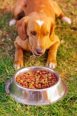 Poz, önünde metal kase taze gevrek gıda yeşil çimenlerin üzerinde hayvan beslenme kavramı oturup yemek yemek izin bekleyen güzel karışık doğurmak köpek