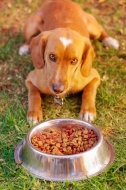 Poz, önünde metal kase taze gevrek gıda yeşil çimenlerin üzerinde hayvan beslenme kavramı oturup yemek yemek izin bekleyen güzel karışık doğurmak köpek