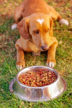 Poz, önünde metal kase taze gevrek gıda yeşil çimenlerin üzerinde hayvan beslenme kavramı oturup yemek yemek izin bekleyen güzel karışık doğurmak köpek