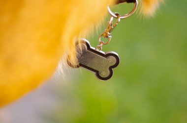Tatlı köpek yaka kemik, boynundan asılı olarak formda şeklinde metal etiket ile