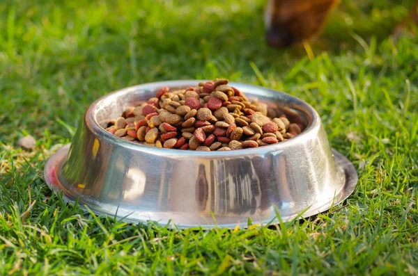 Ciotola di metallo primo piano con cibo fresco per cani seduto sull'erba verde, concetto di alimentazione animale — Foto Stock