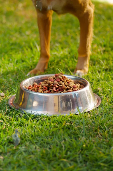 Крупные ноги смешанной породы собаки, стоящей за металлической миской со свежей хрустящей пищей, сидящей на зеленой траве, концепция питания животных — стоковое фото