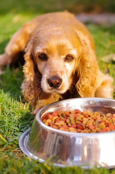 Primer plano muy lindo cocker spaniel perro posando frente a un tazón de metal con comida crujiente fresca sentado sobre hierba verde, concepto de nutrición animal — Foto de Stock