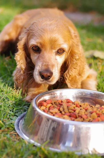 Zbliżenie bardzo ładny cocker spaniel pies pozowanie przed metalowe miski z świeże chrupiące żywności, siedząc na zielonej trawie, koncepcja żywienia zwierząt — Zdjęcie stockowe