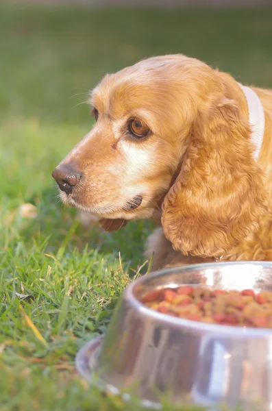 Zbliżenie bardzo ładny cocker spaniel pies pozowanie przed metalowe miski z świeże chrupiące żywności, siedząc na zielonej trawie, koncepcja żywienia zwierząt — Zdjęcie stockowe