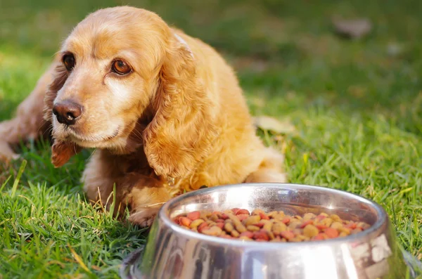 Zbliżenie bardzo ładny cocker spaniel pies pozowanie przed metalowe miski z świeże chrupiące żywności, siedząc na zielonej trawie, koncepcja żywienia zwierząt — Zdjęcie stockowe