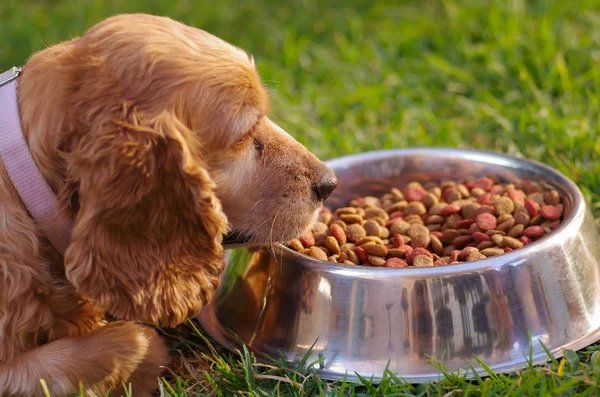 Closeup muito bonito cocker spaniel cão posando na frente de tigela de metal com alimentos crocantes frescos sentado na grama verde, conceito de nutrição animal — Fotografia de Stock