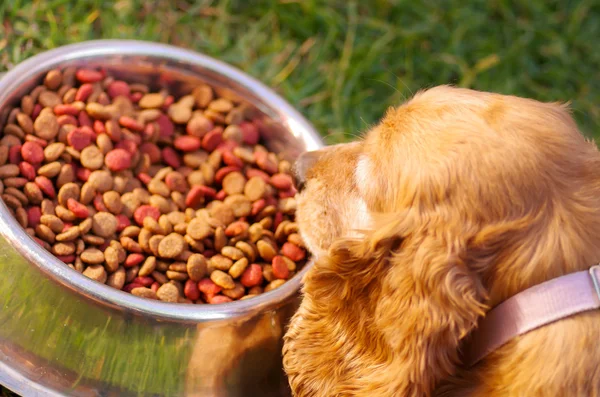 Closeup very cute cocker spaniel dog posing in front of metal bowl with fresh crunchy food sitting on green grass, animal nutrition concept — Stock Photo, Image