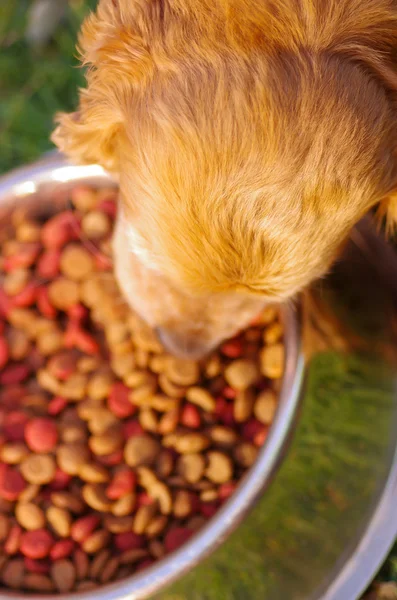 Closeup very cute cocker spaniel dog posing in front of metal bowl with fresh crunchy food sitting on green grass, animal nutrition concept — Stock Photo, Image