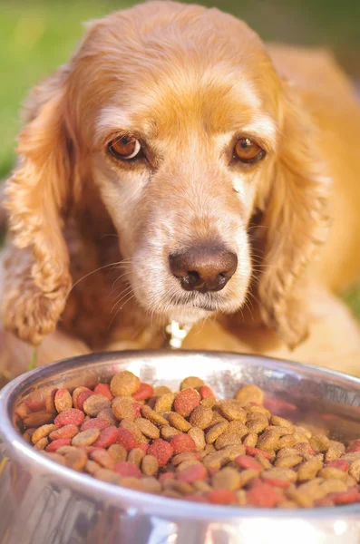Closeup very cute cocker spaniel dog posing in front of metal bowl with fresh crunchy food sitting on green grass, animal nutrition concept — Stock Photo, Image