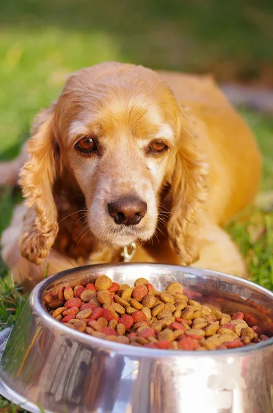 Zbliżenie bardzo ładny cocker spaniel pies pozowanie przed metalowe miski z świeże chrupiące żywności, siedząc na zielonej trawie, koncepcja żywienia zwierząt — Zdjęcie stockowe