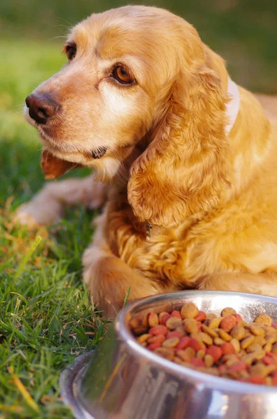 Closeup very cute cocker spaniel dog posing in front of metal bowl with fresh crunchy food sitting on green grass, animal nutrition concept