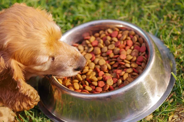 Closeup muito bonito cocker spaniel cão comendo de tigela de metal com alimentos crocantes frescos sentado na grama verde, conceito de nutrição animal — Fotografia de Stock