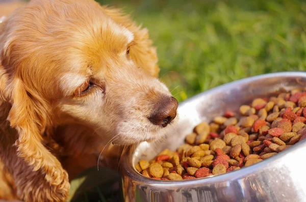 Closeup very cute dog posing in front of metal bowl with fresh crunchy food sitting on green grass, animal nutrition concept