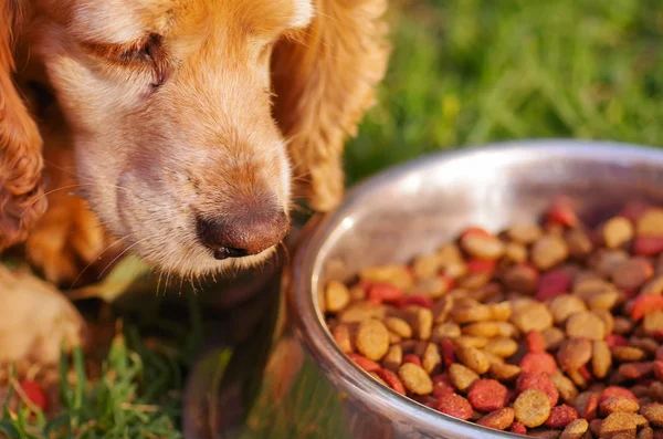 Zbliżenie bardzo ładny cocker spaniel pies pozowanie przed metalowe miski z świeże chrupiące żywności, siedząc na zielonej trawie, koncepcja żywienia zwierząt — Zdjęcie stockowe