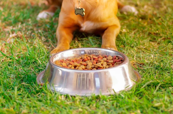 Piękny mieszany rasa pies pozowanie, czekając na pozwolenie do jedzenia przed metalowe miski z świeże chrupiące żywności, siedząc na zielonej trawie, koncepcja żywienia zwierząt — Zdjęcie stockowe