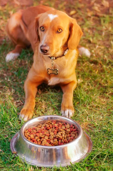 Piękny mieszany rasa pies pozowanie, czekając na pozwolenie do jedzenia przed metalowe miski z świeże chrupiące żywności, siedząc na zielonej trawie, koncepcja żywienia zwierząt — Zdjęcie stockowe