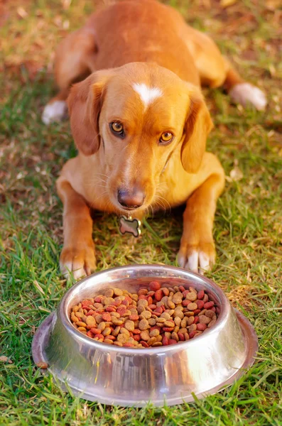 Poz, önünde metal kase taze gevrek gıda yeşil çimenlerin üzerinde hayvan beslenme kavramı oturup yemek yemek izin bekleyen güzel karışık doğurmak köpek
