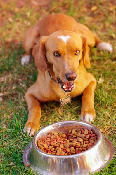 Собака смешанной породы позирует, ожидая разрешения поесть перед металлической миской со свежей хрустящей едой, сидя на зеленой траве, концепция питания животных — стоковое фото