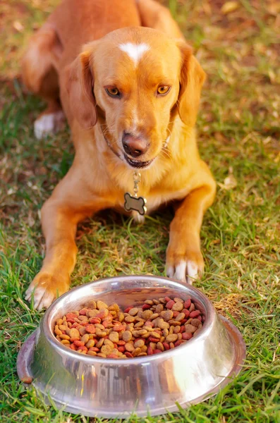 Собака смешанной породы позирует, ожидая разрешения поесть перед металлической миской со свежей хрустящей едой, сидя на зеленой траве, концепция питания животных — стоковое фото