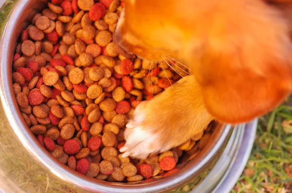 Cane di razza mista mettendo zampa all'interno di ciotola di metallo di cibo croccante, superficie erbosa, come visto dall'alto — Foto Stock