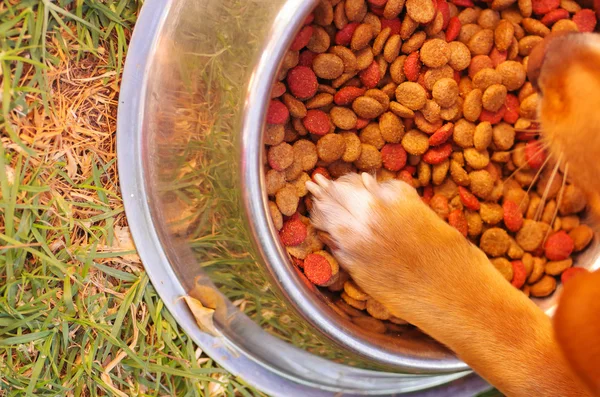 Raça mista cão colocando pata dentro tigela de metal de alimentos crocantes, superfície gramada, como visto de cima — Fotografia de Stock