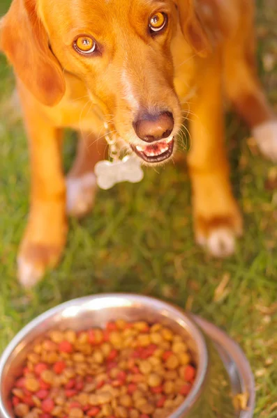 Bellissimo cane di razza mista in posa, in attesa del permesso di mangiare davanti alla ciotola di metallo con cibo fresco croccante seduto sull'erba verde, concetto di alimentazione animale — Foto Stock