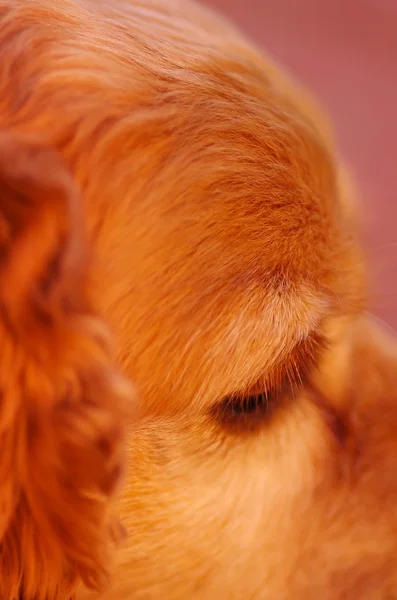 Closeup eye of very cute cocker spaniel dog, beautiful brown colors, seen from profile angle — Stock Photo, Image