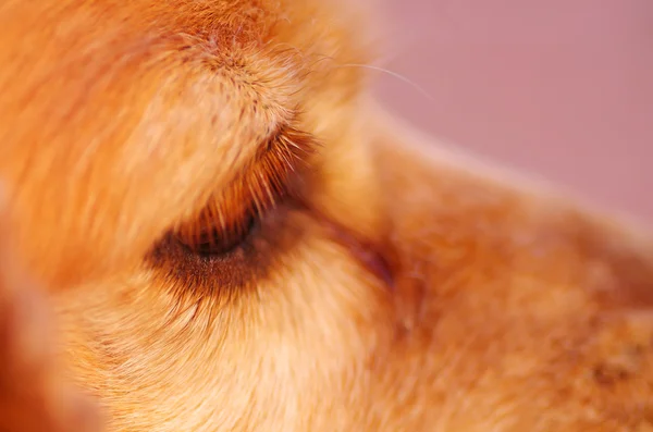 Close up eye of very cute cocker spaniel dog, beautiful brown colors, seen from profile angle — стоковое фото