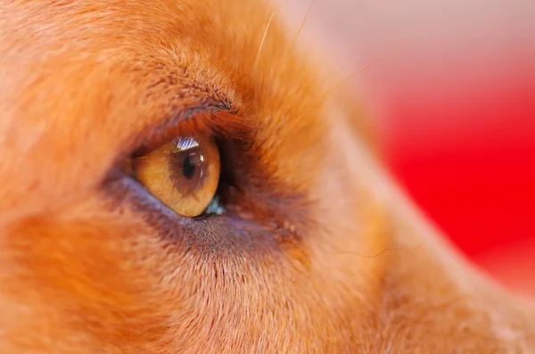Closeup eye van heel schattig cocker spaniel hond, mooie bruine kleuren, gezien vanuit profiel hoek — Stockfoto