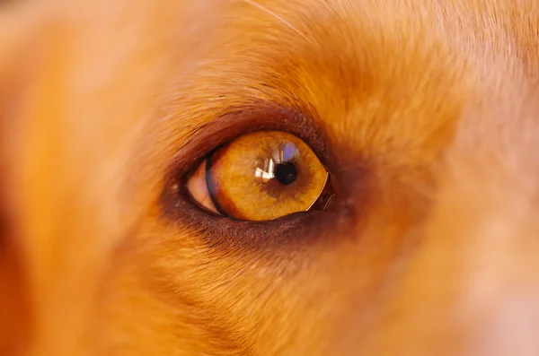 Closeup μάτι του πολύ χαριτωμένο σκυλί κόκερ σπάνιελ, όμορφα καστανά χρώματα, φαίνεται από την γωνία προφίλ — Φωτογραφία Αρχείου