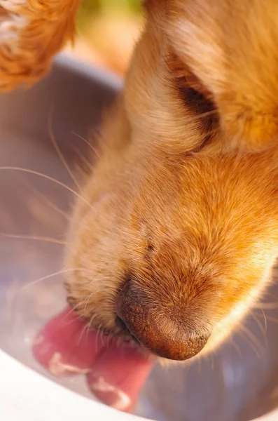 Closeup muito bonito cocker spaniel cão água potável de tigela de metal, conceito de nutrição animal — Fotografia de Stock