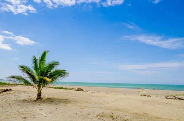 Beautiful tropical beach in the coast of ecuador — Stock Photo, Image