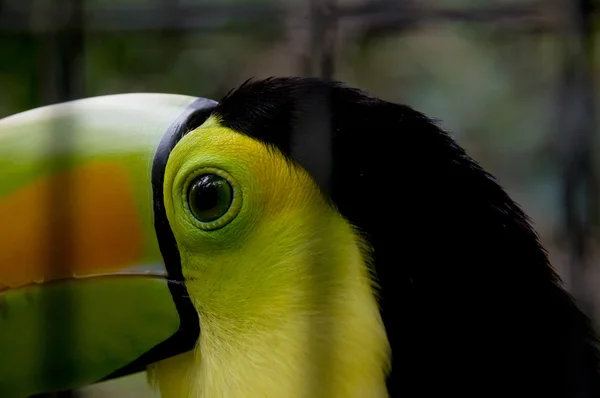 Perto de tucano — Fotografia de Stock