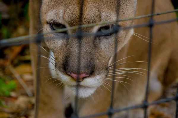 Cougar rosto closeup — Fotografia de Stock